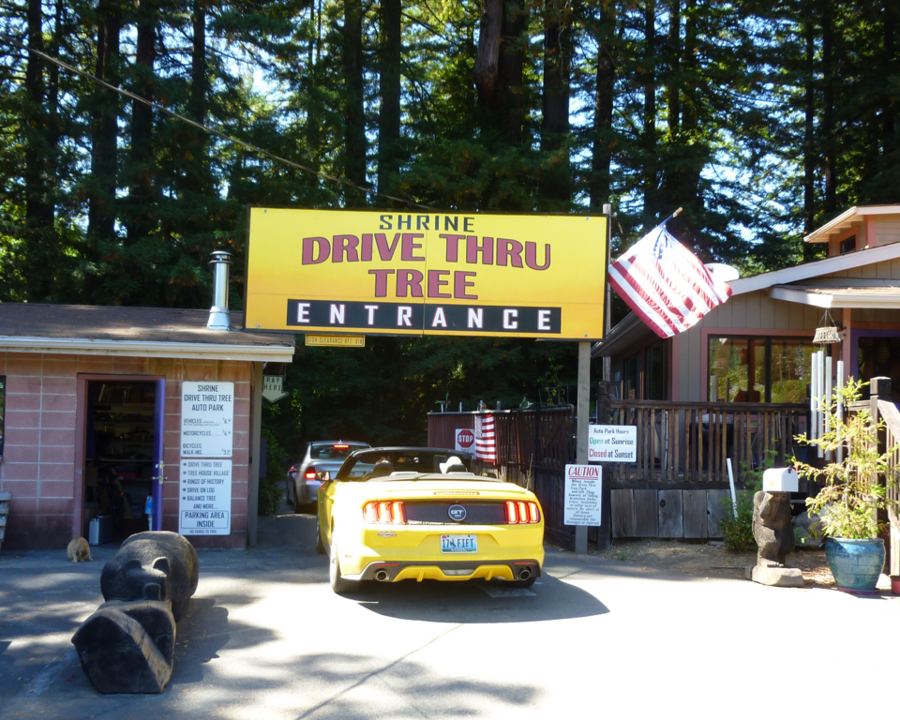 The Shrine Drive-Thru Tree
