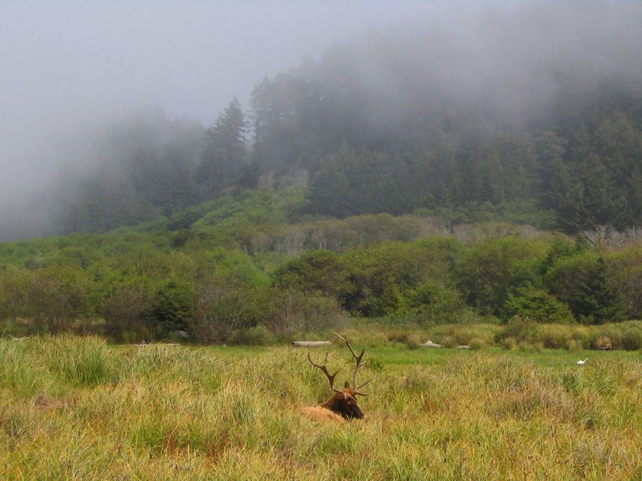 Roosevelt elk in Prairie Creek Redwoods